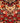 Borchalu Orange